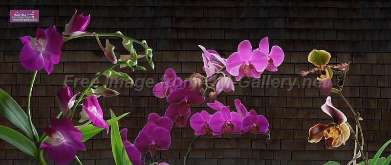 orchid_compose1_xl preview.jpg